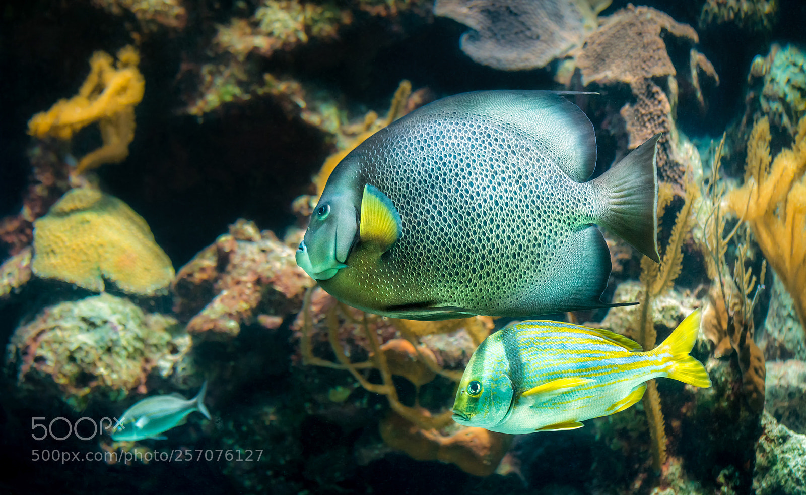 Canon EOS 6D sample photo. French angelfish closeup photography