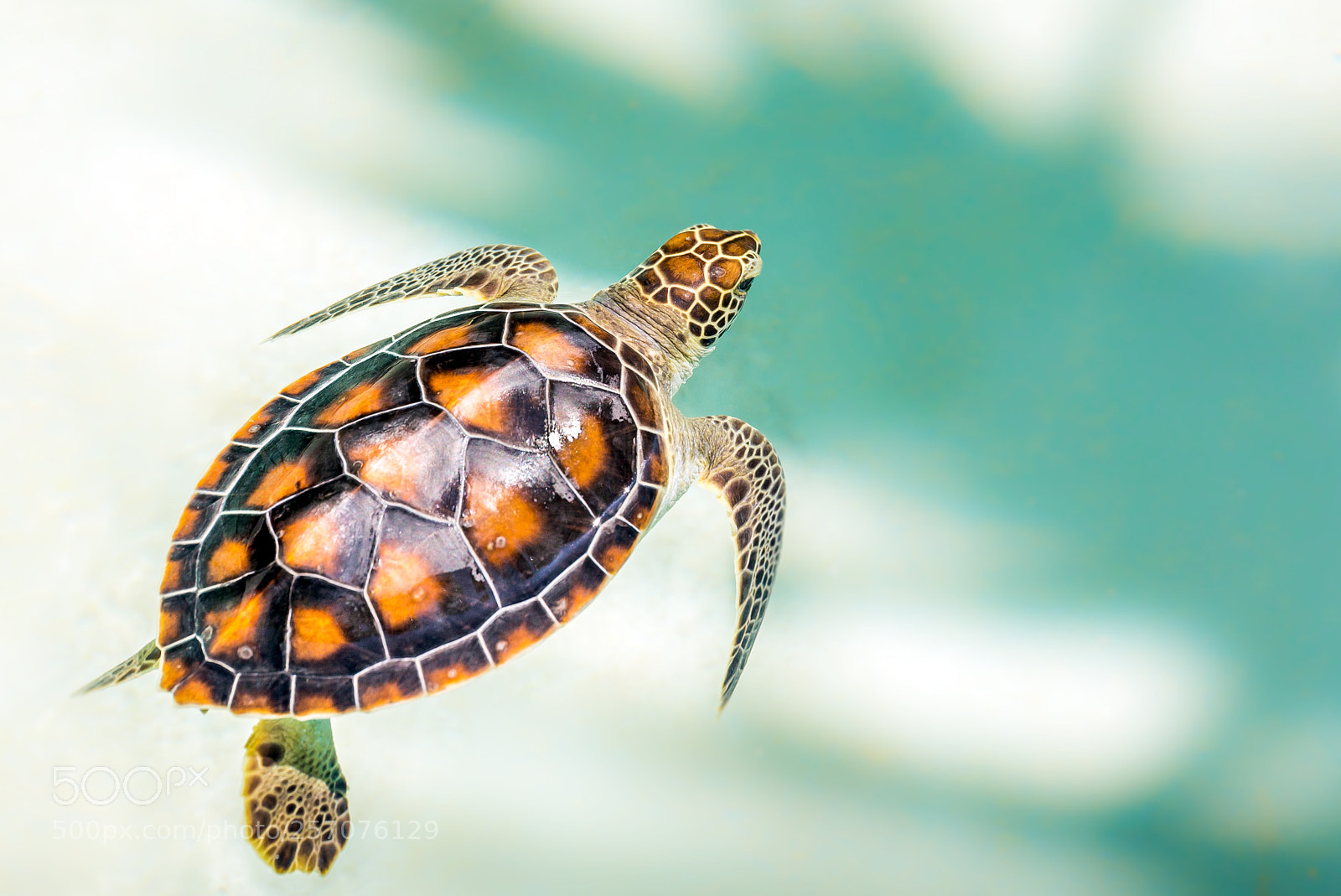 Canon EOS 6D sample photo. Close up of cute photography