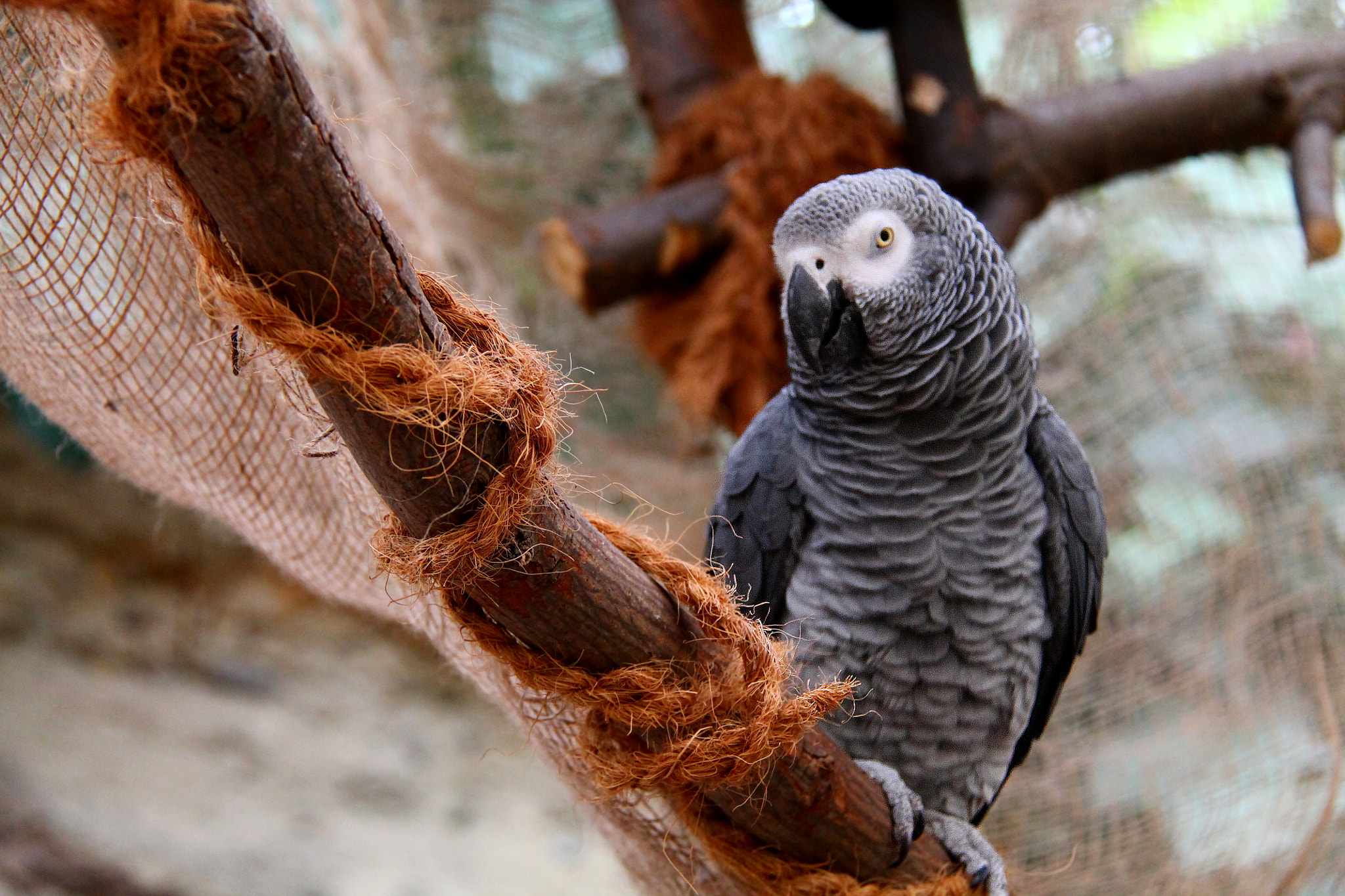 Canon EF-S 18-200mm F3.5-5.6 IS sample photo. Parrot photography