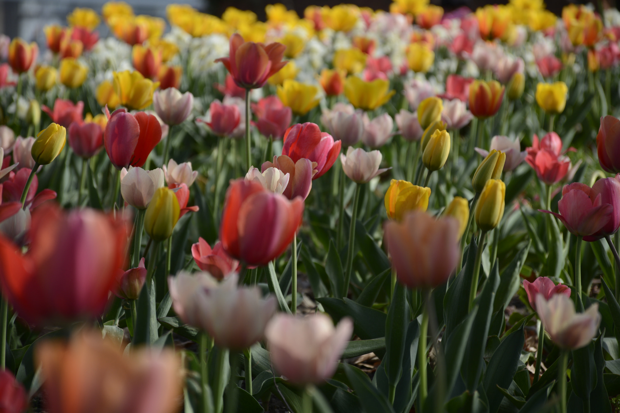Nikon D7100 sample photo. Fairmount park photography