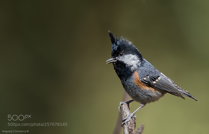Nikon D500 sample photo. Coal tit photography