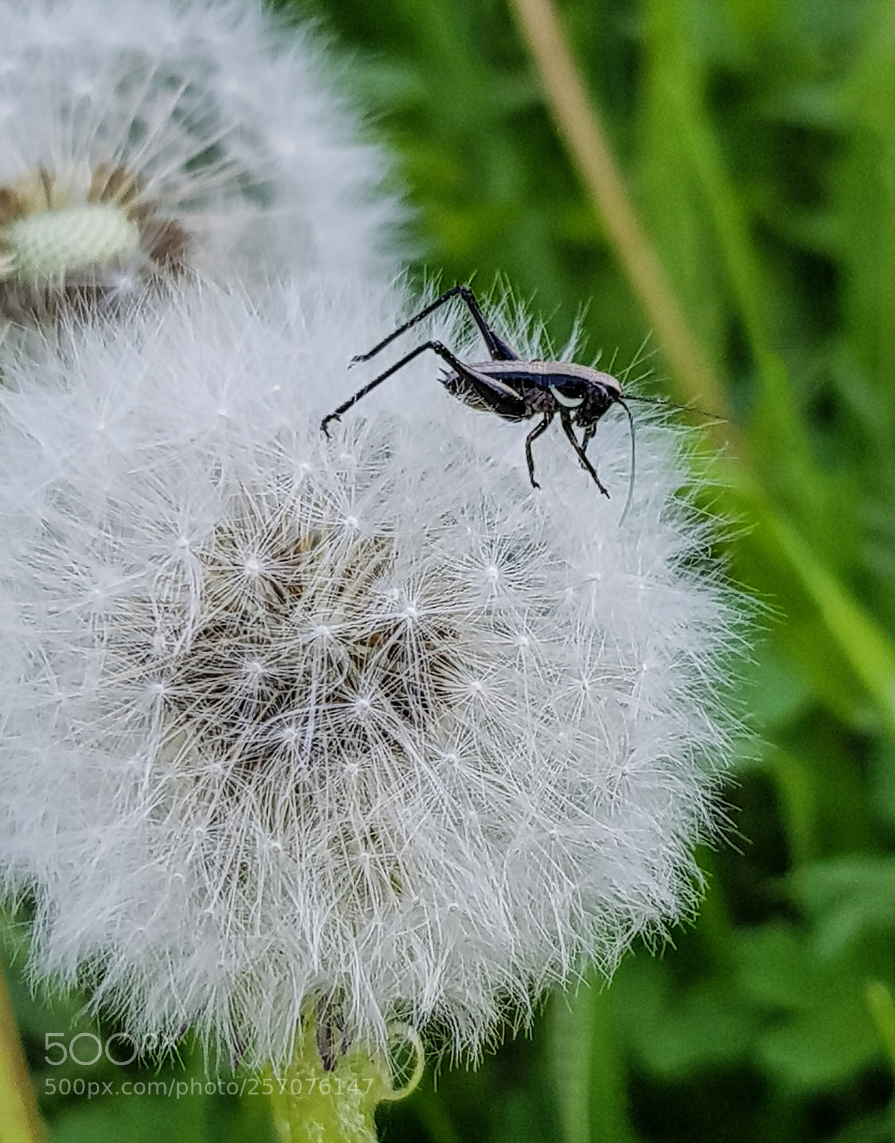 Samsung Galaxy S8 sample photo. Chilling on dandelion photography