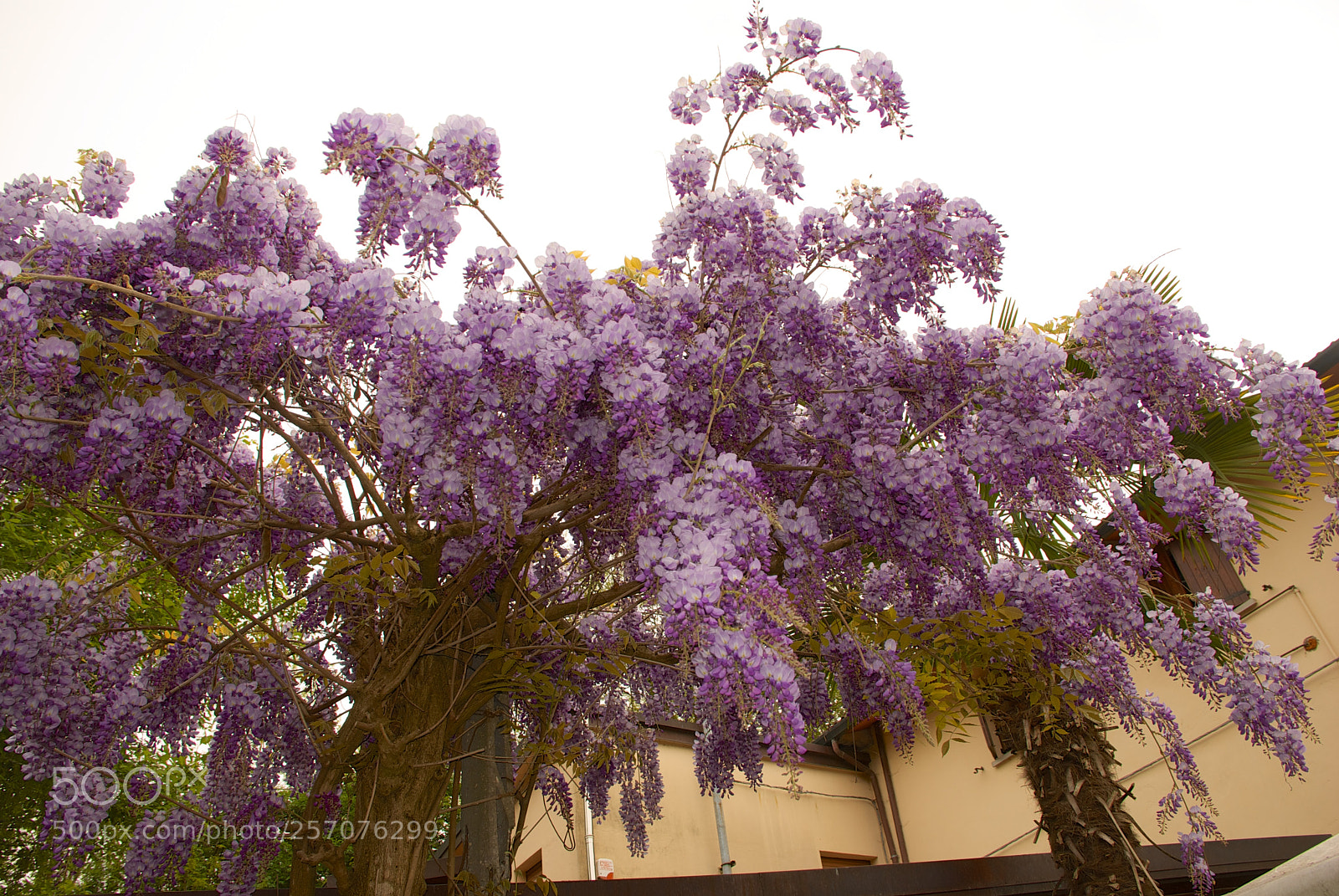 Nikon D60 sample photo. Version photography
