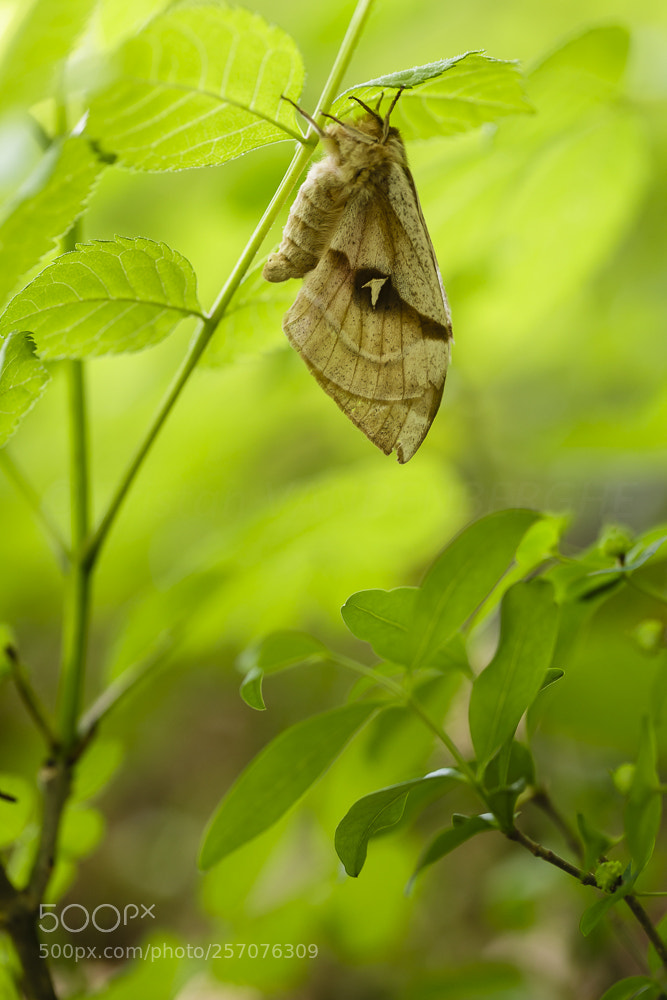 Canon EOS 6D sample photo. Aglia tau photography