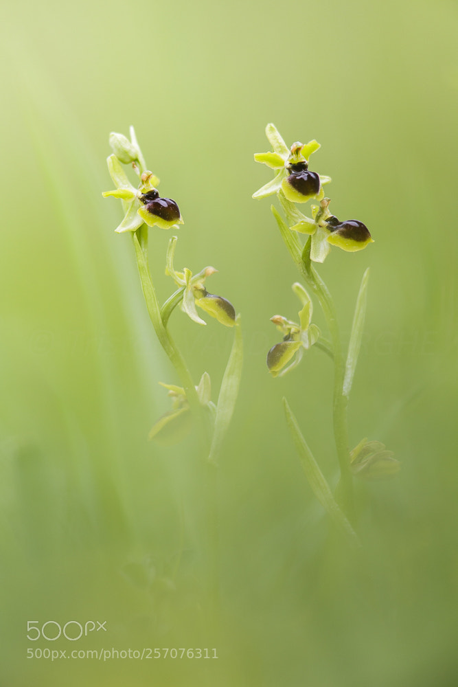 Canon EOS 6D sample photo. Ophrys sphegodes photography