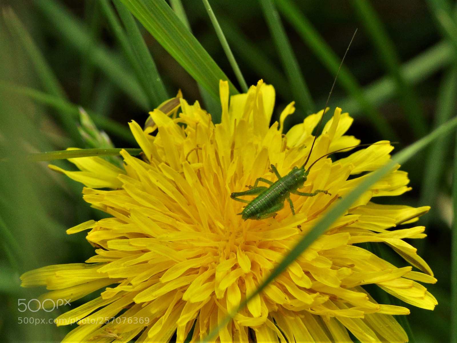 Nikon D3200 sample photo. () photography