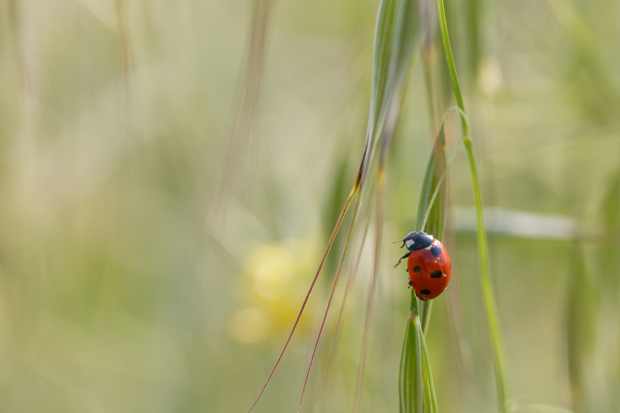 Canon EF 100mm F2.8L Macro IS USM sample photo. From liana to liana - de liane en liane photography