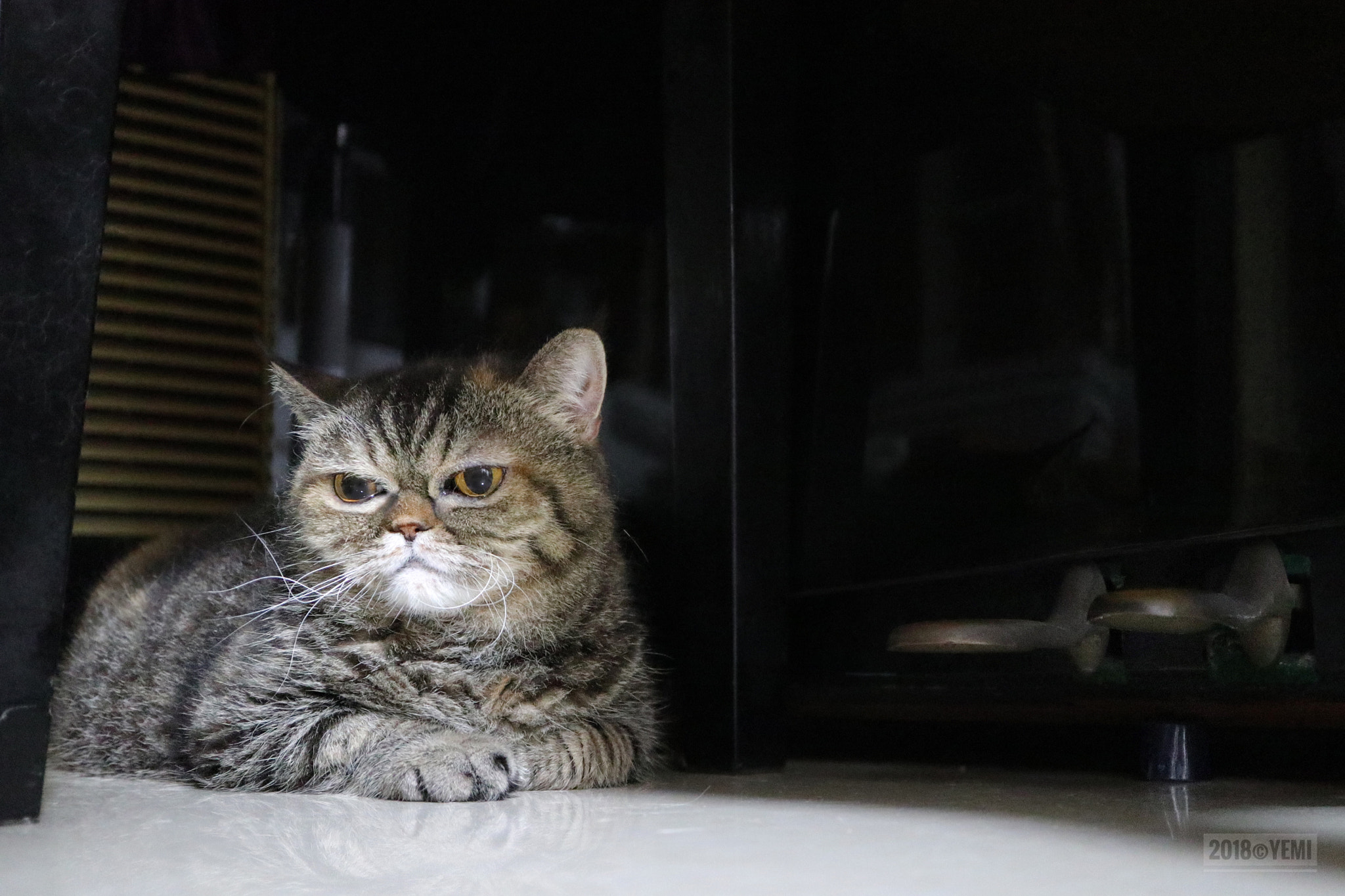 Canon EOS M6 sample photo. Cat photography