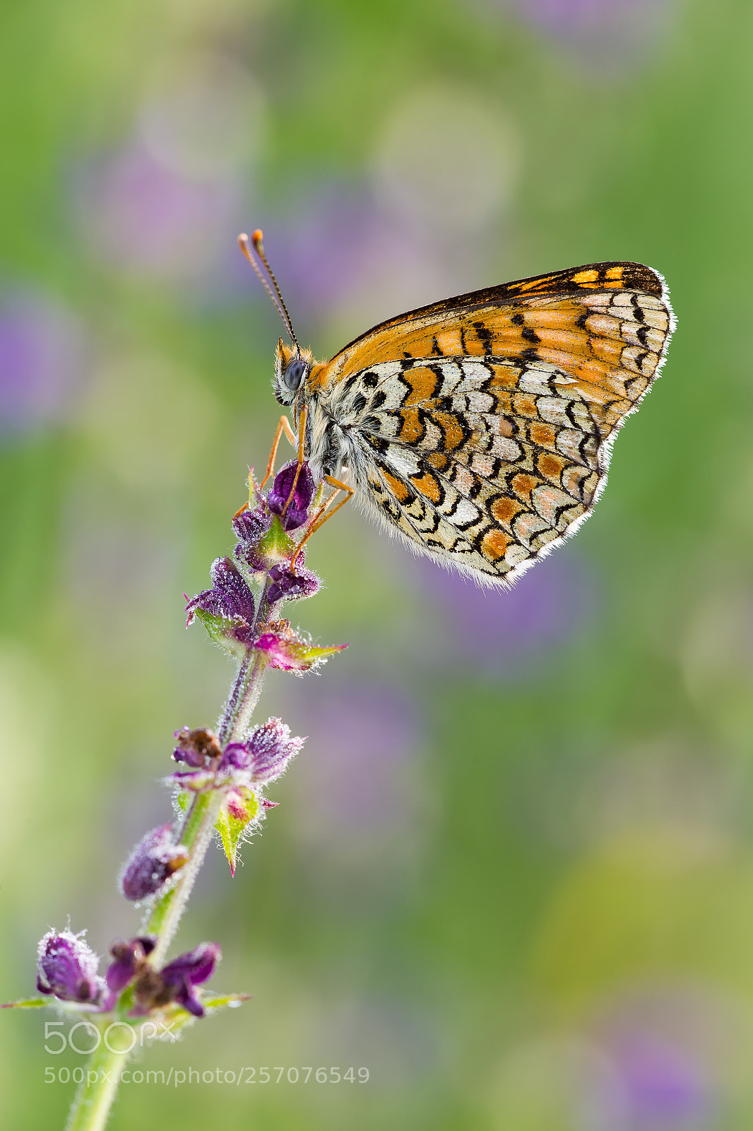 Canon EOS 6D sample photo. Melitaea didyma photography