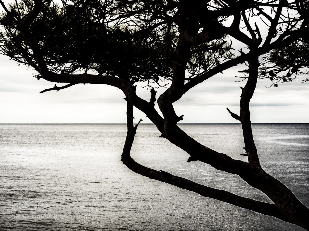 Olympus OM-D E-M10 II sample photo. Trivial horizon photography