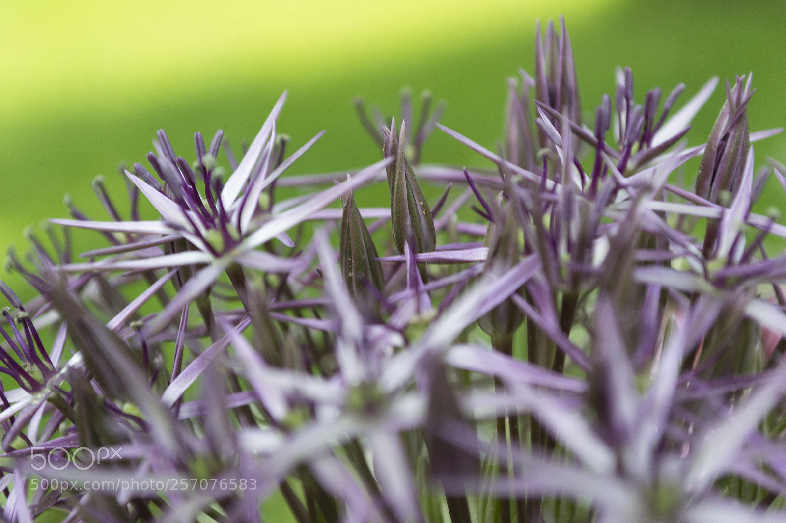 Nikon D3100 sample photo. Flower photography