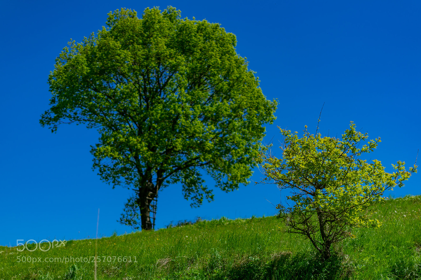 Sony a7 sample photo. The oak - mother photography