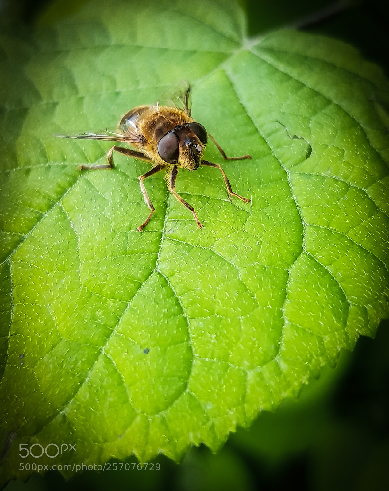 Samsung Galaxy S8 sample photo. It's a bee photography