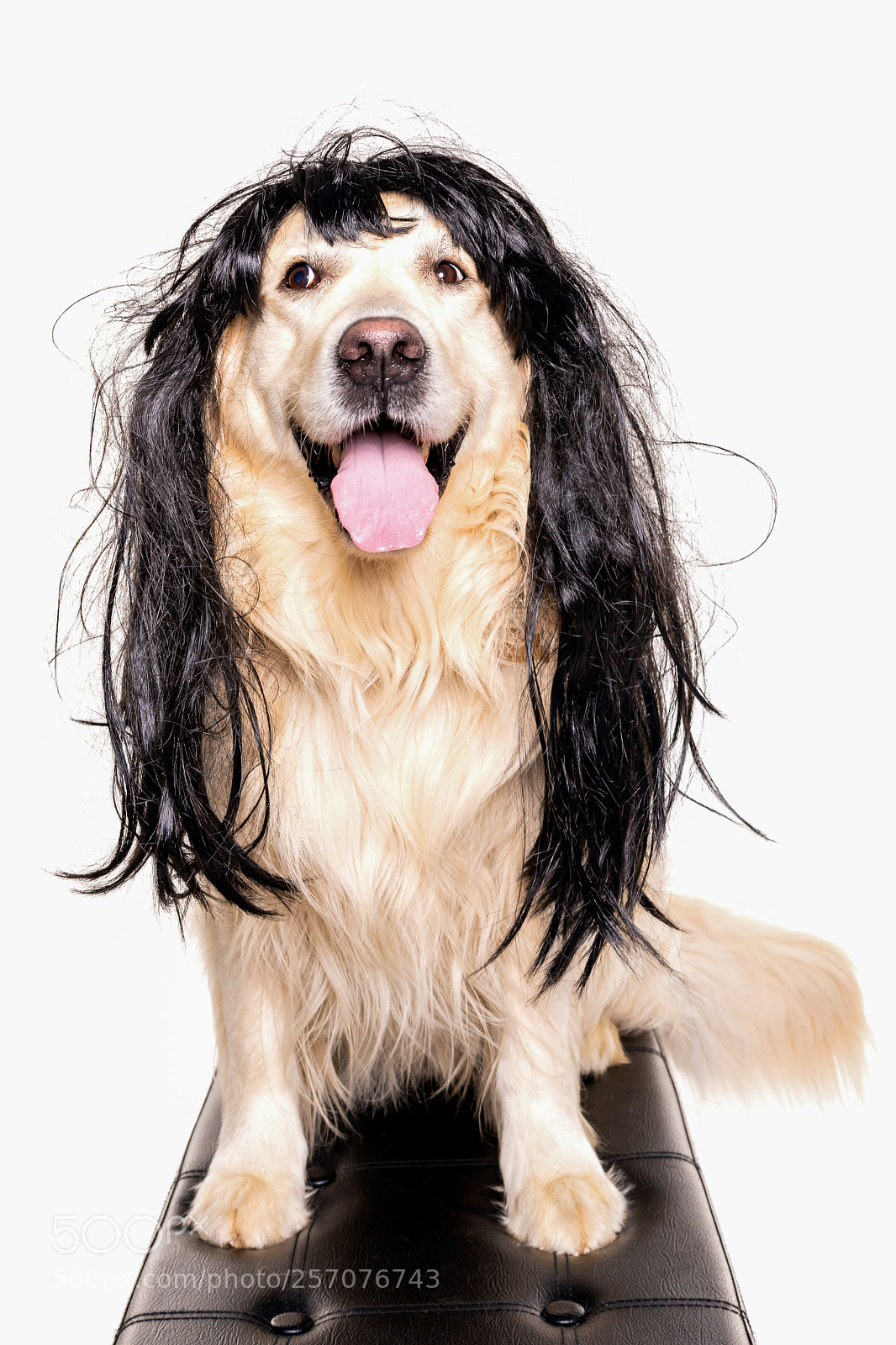 Canon EOS 6D Mark II sample photo. Funny golden retriever dog photography