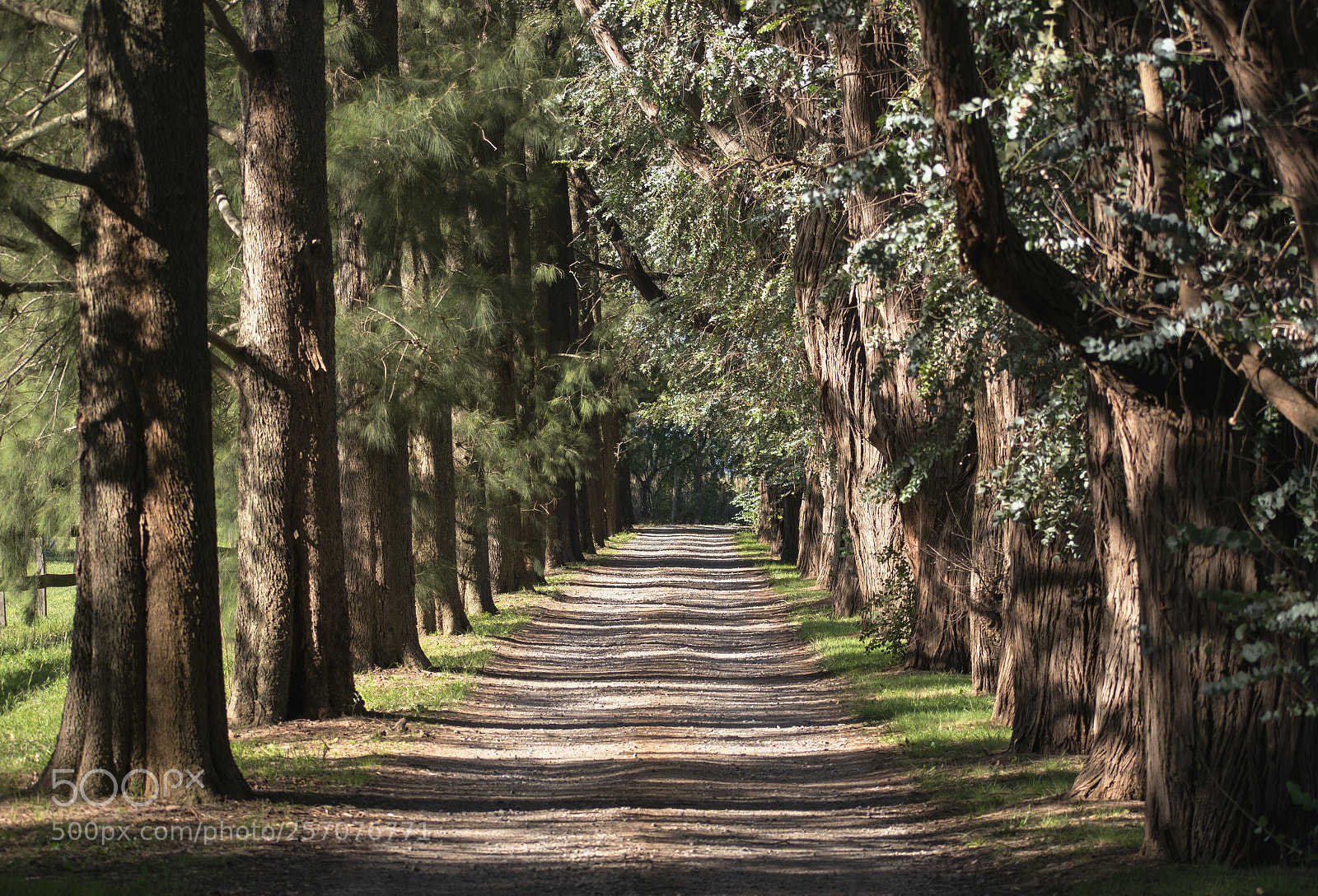 Nikon D3400 sample photo. Camino de arboles photography
