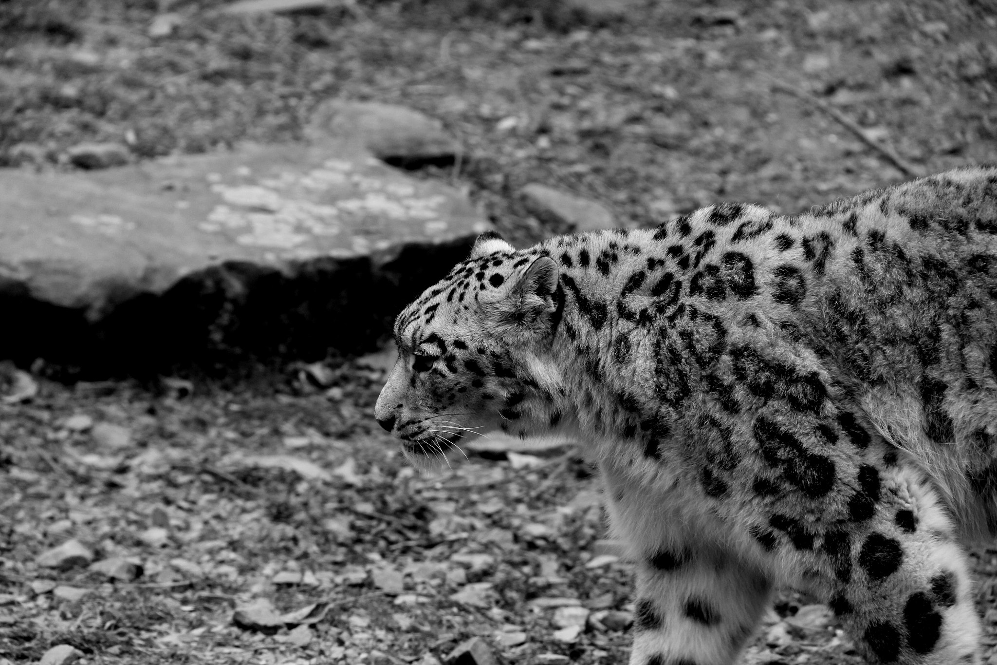 Canon EOS 1100D (EOS Rebel T3 / EOS Kiss X50) + Canon EF-S 18-200mm F3.5-5.6 IS sample photo. Leopard photography