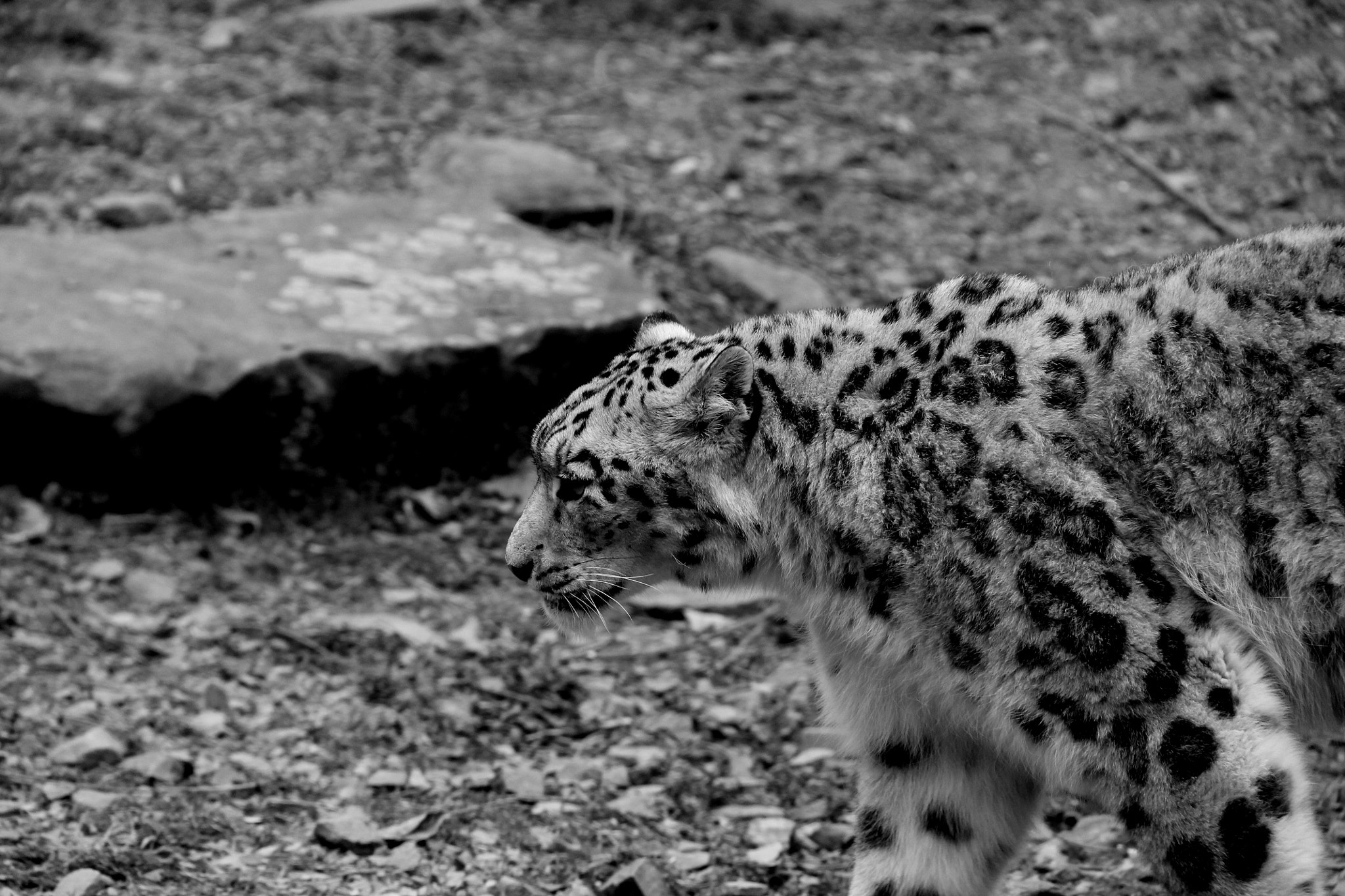 Canon EF-S 18-200mm F3.5-5.6 IS sample photo. Leopard photography