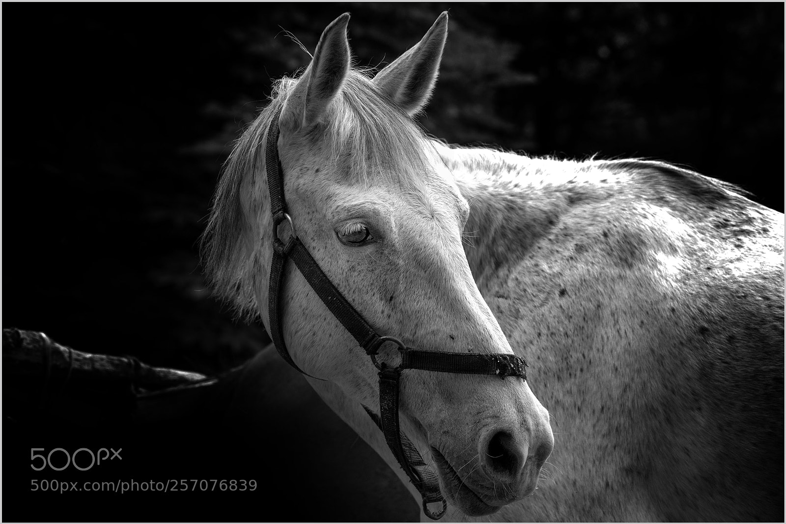 Nikon D700 sample photo. *** photography