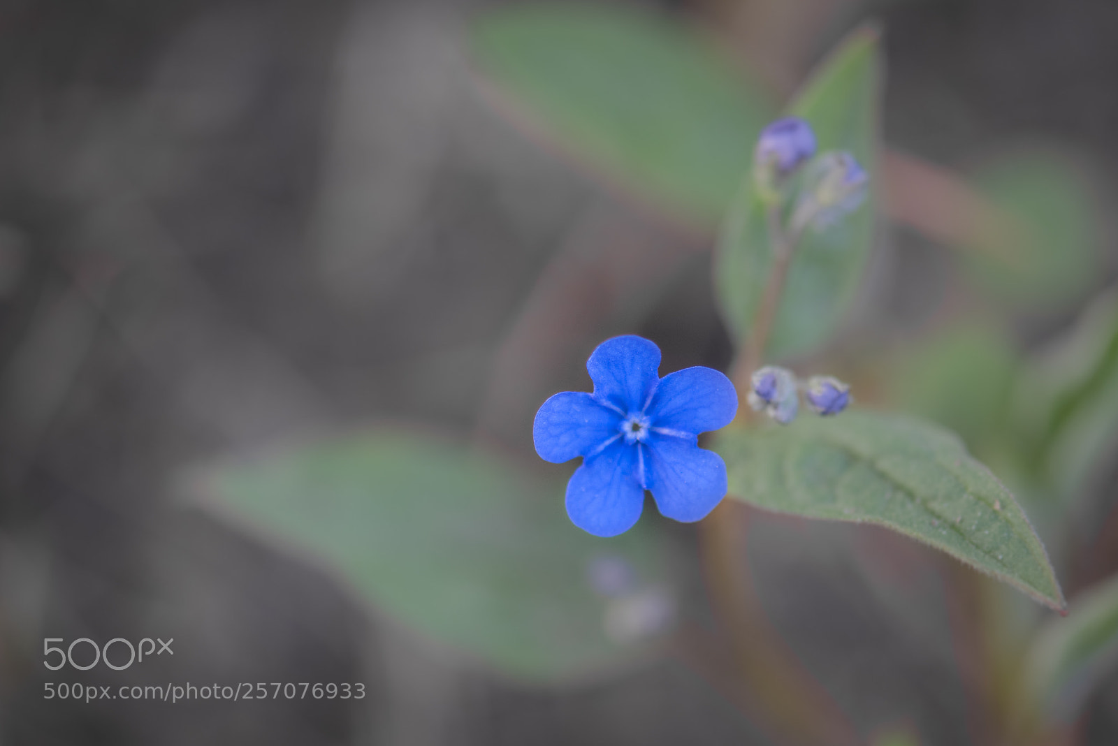 Nikon D810 sample photo. Untitled photography
