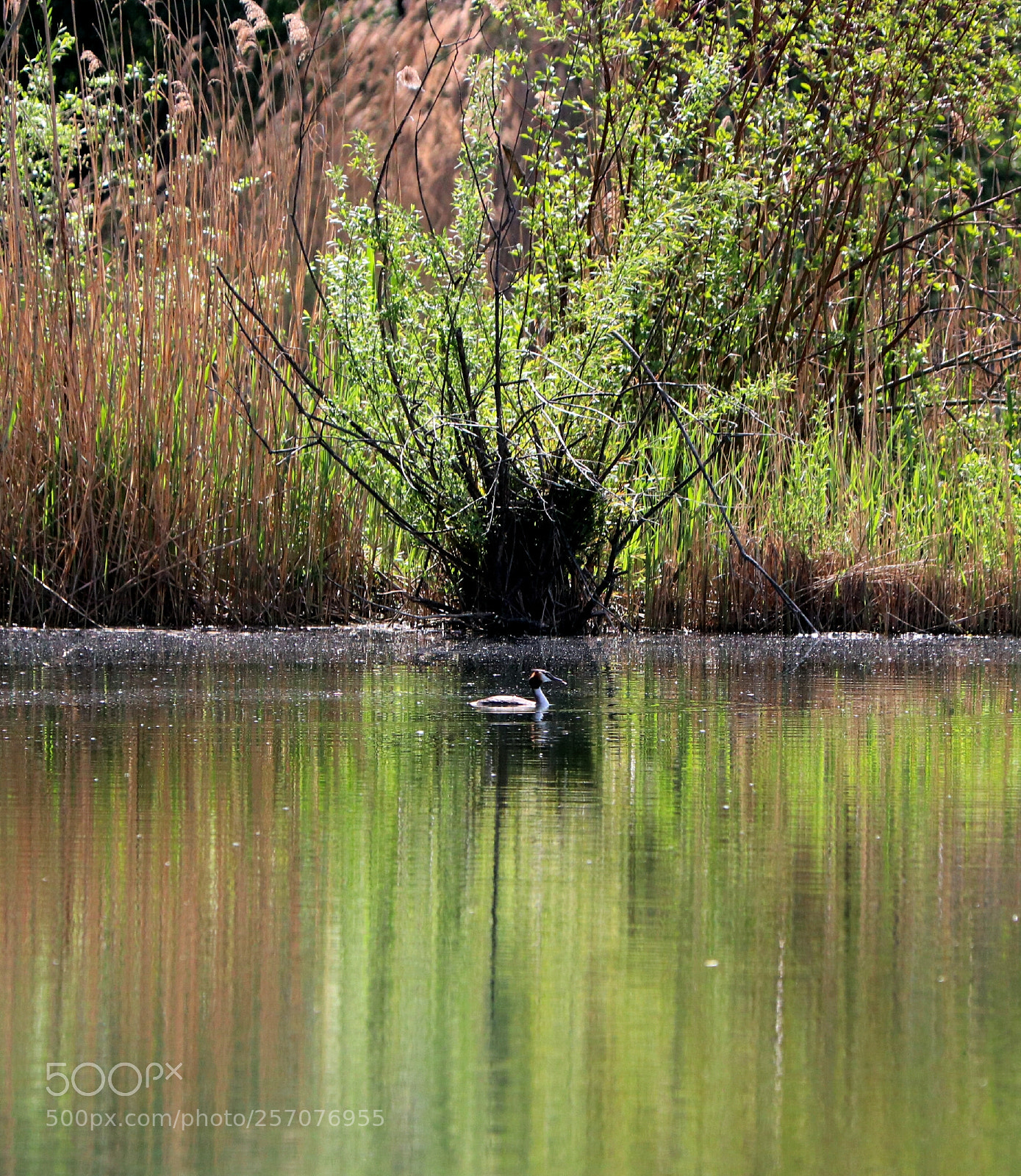 Canon EOS 80D sample photo. Great grested grebe photography
