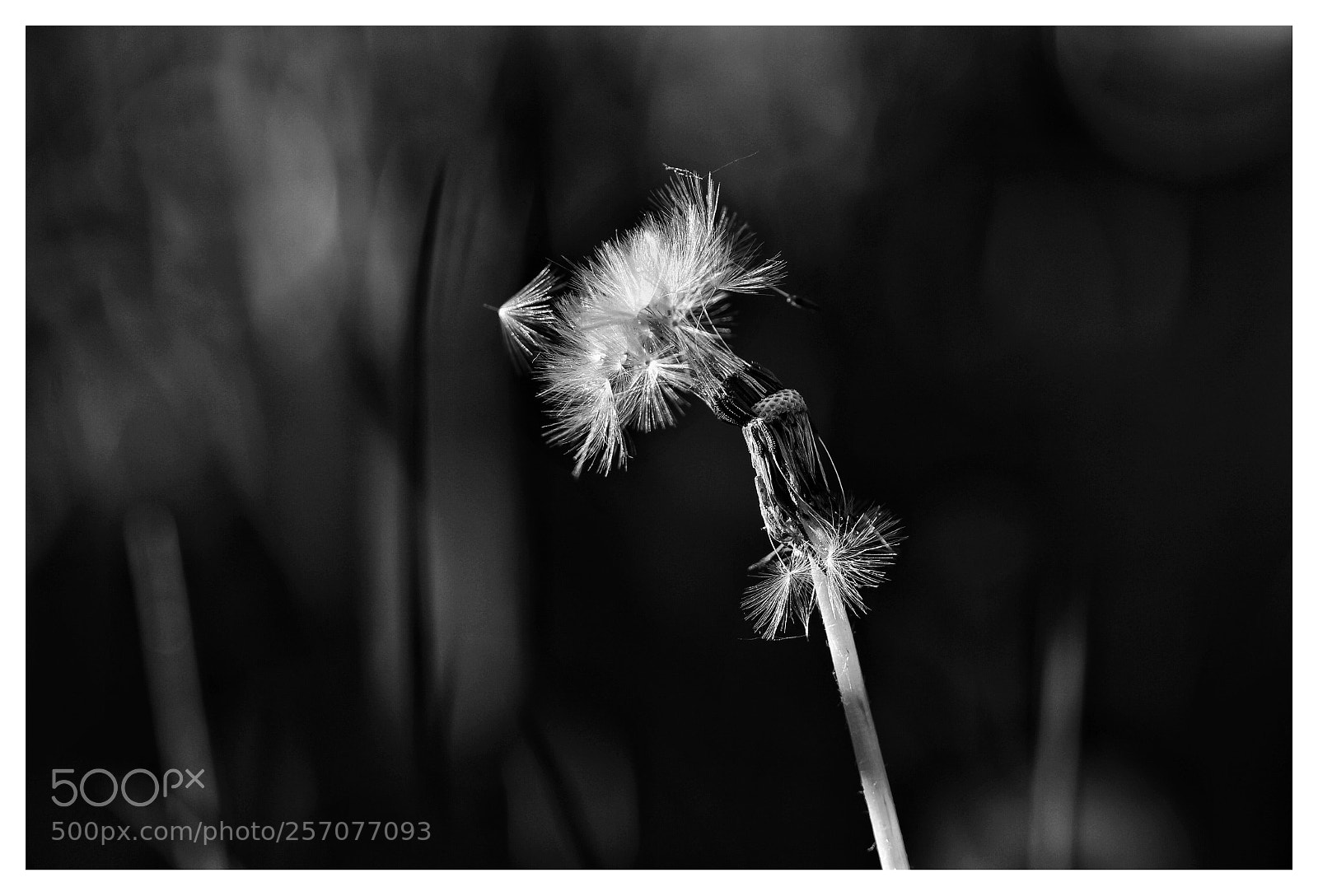 Canon EOS 100D (EOS Rebel SL1 / EOS Kiss X7) sample photo. Dandelion bw  photography