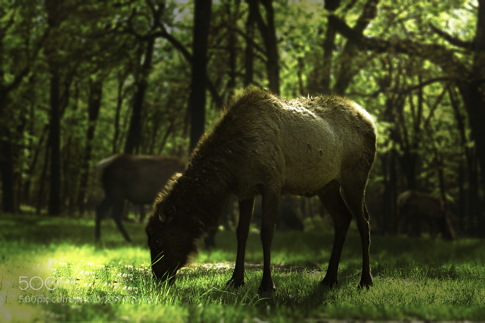 Sony a6000 sample photo. Elks eating grass photography