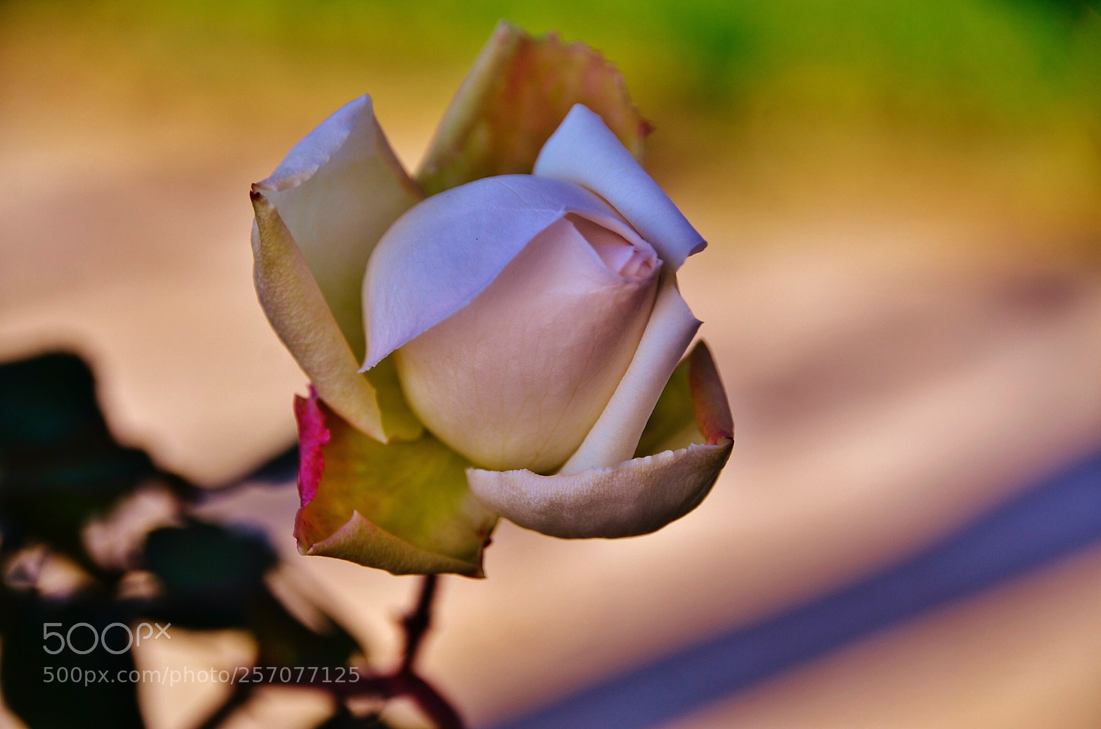 Nikon D7000 sample photo. Pink rose photography