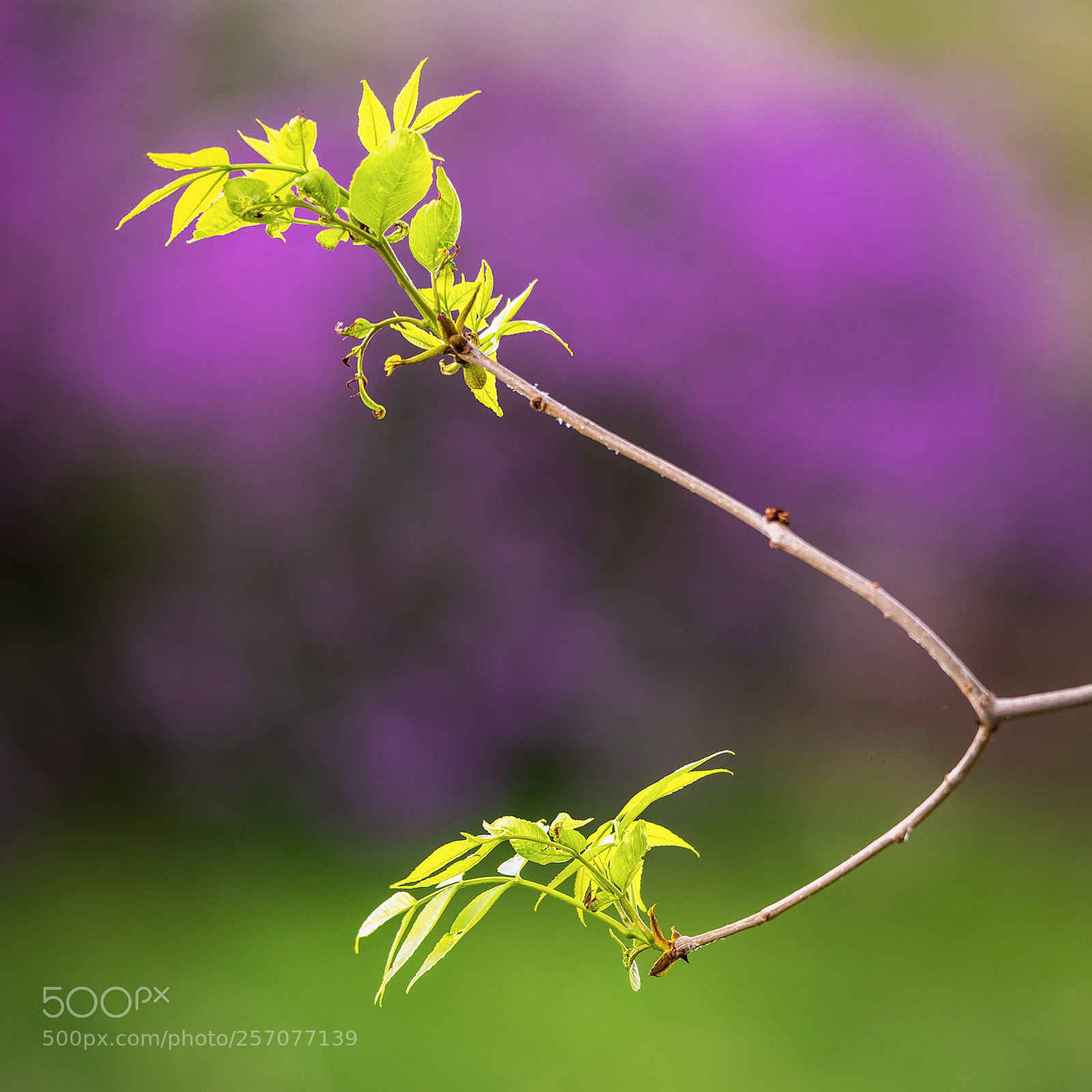 Nikon D850 sample photo. Fresh spring leaves photography