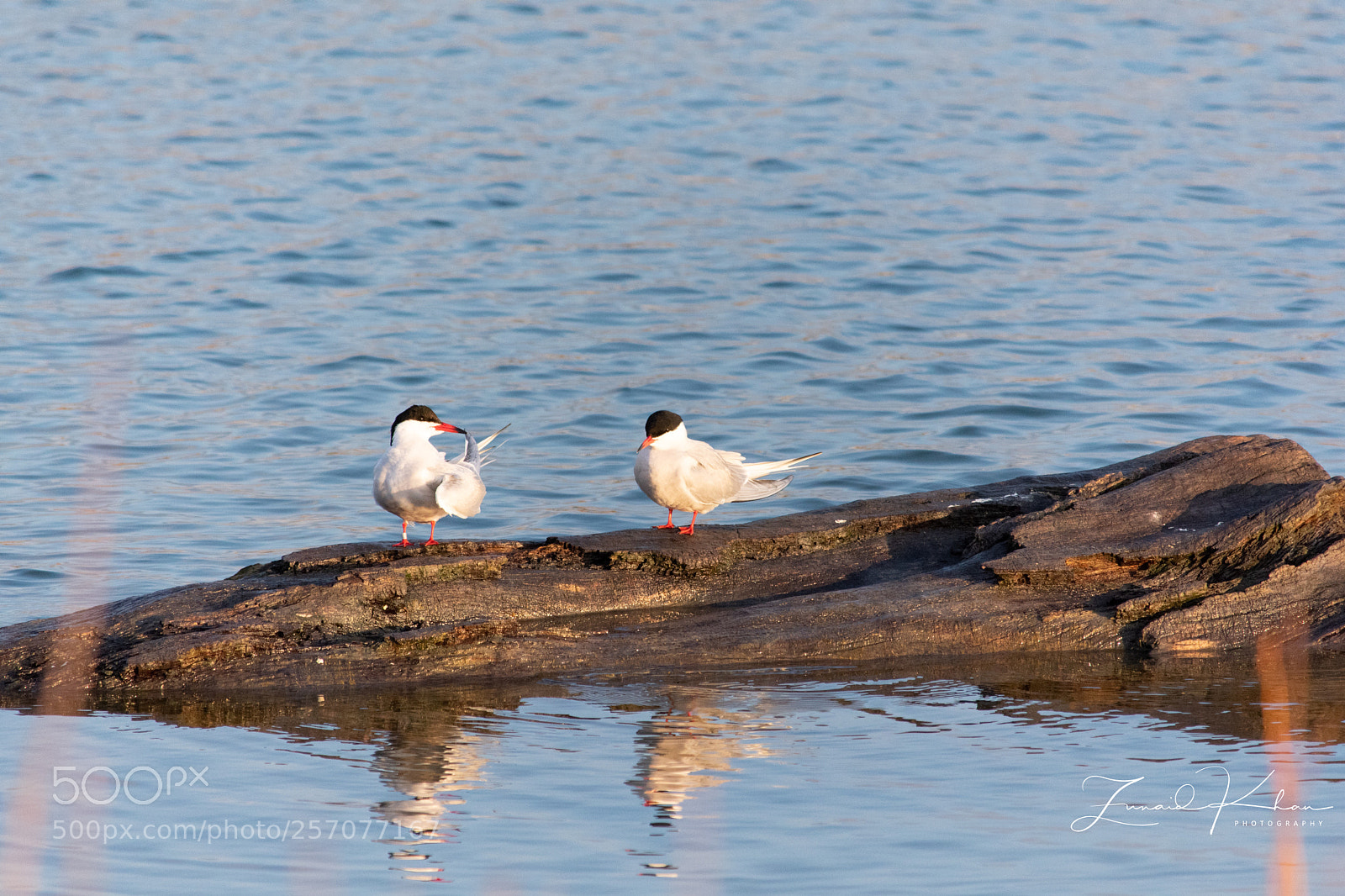 Nikon D3400 sample photo. Caspian terns  photography