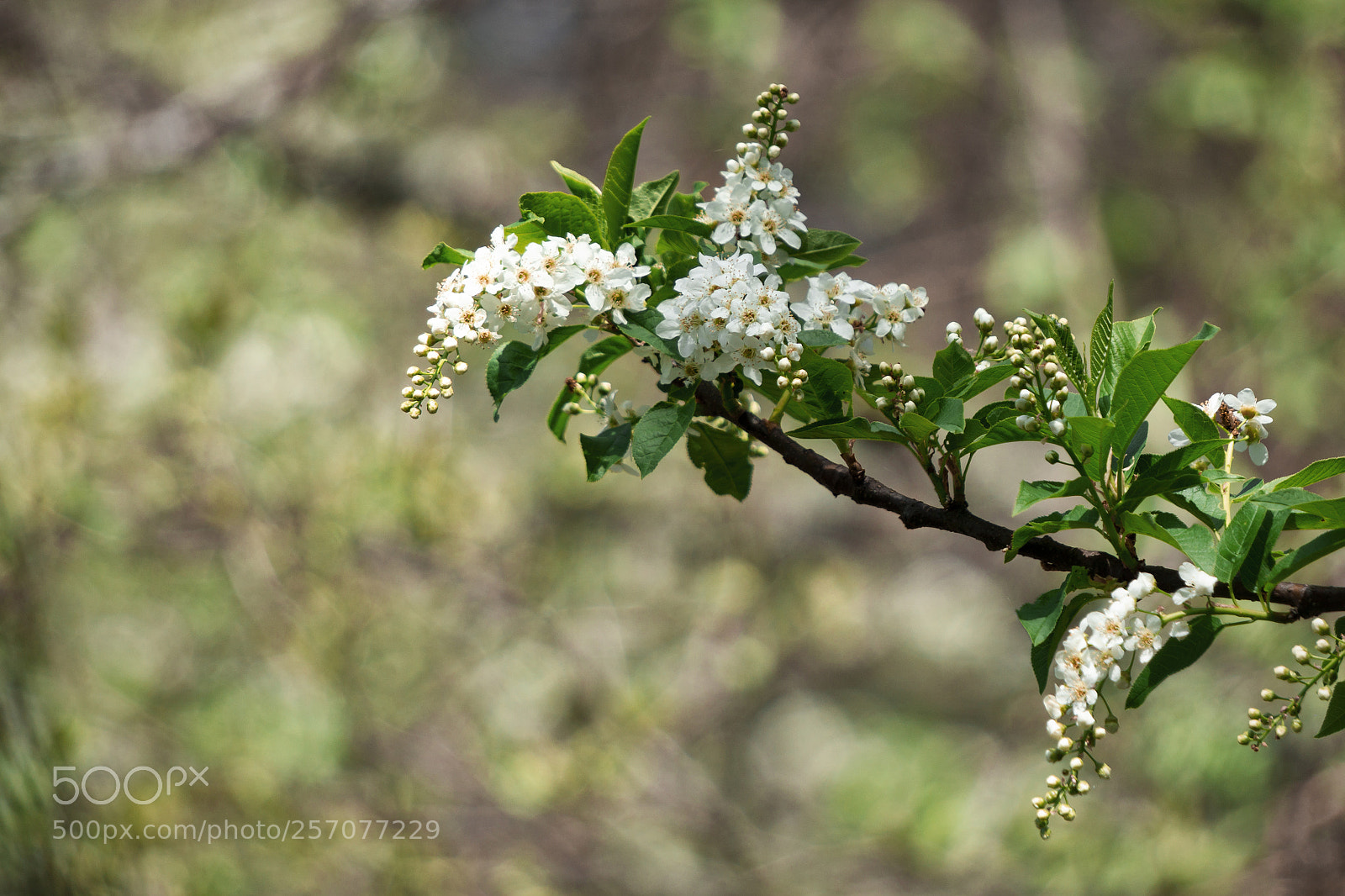 Sony a6000 sample photo. Spring photography