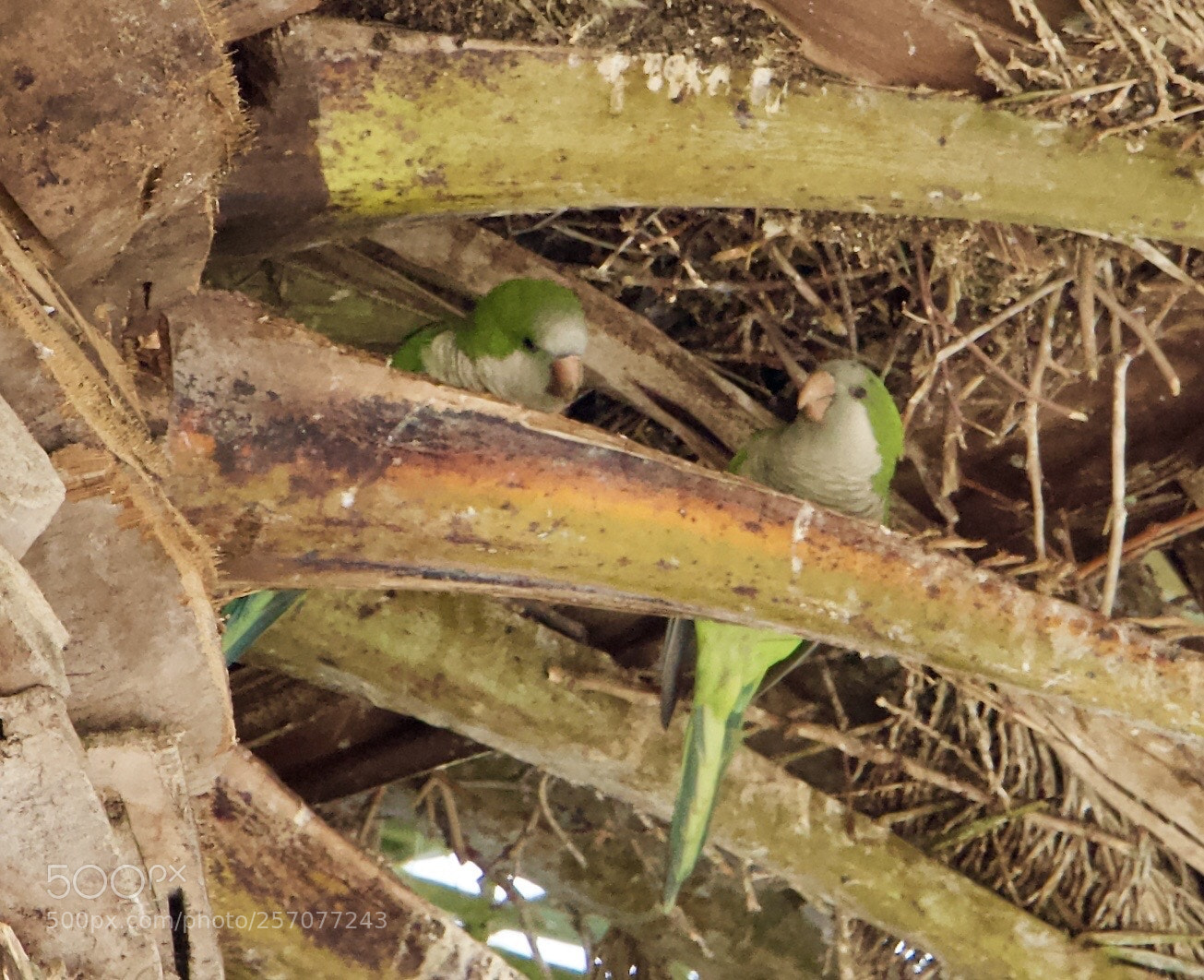 Canon EOS 70D sample photo. Untitled photography