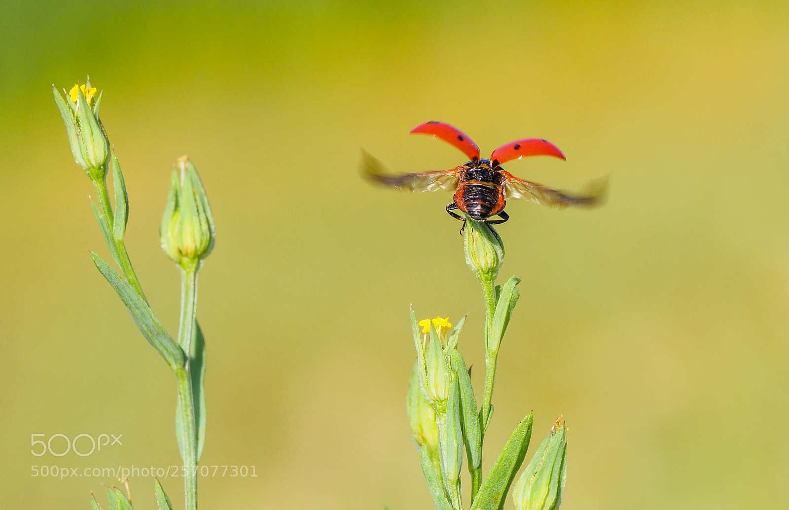 Olympus OM-D E-M1 Mark II sample photo. Ladybug photography