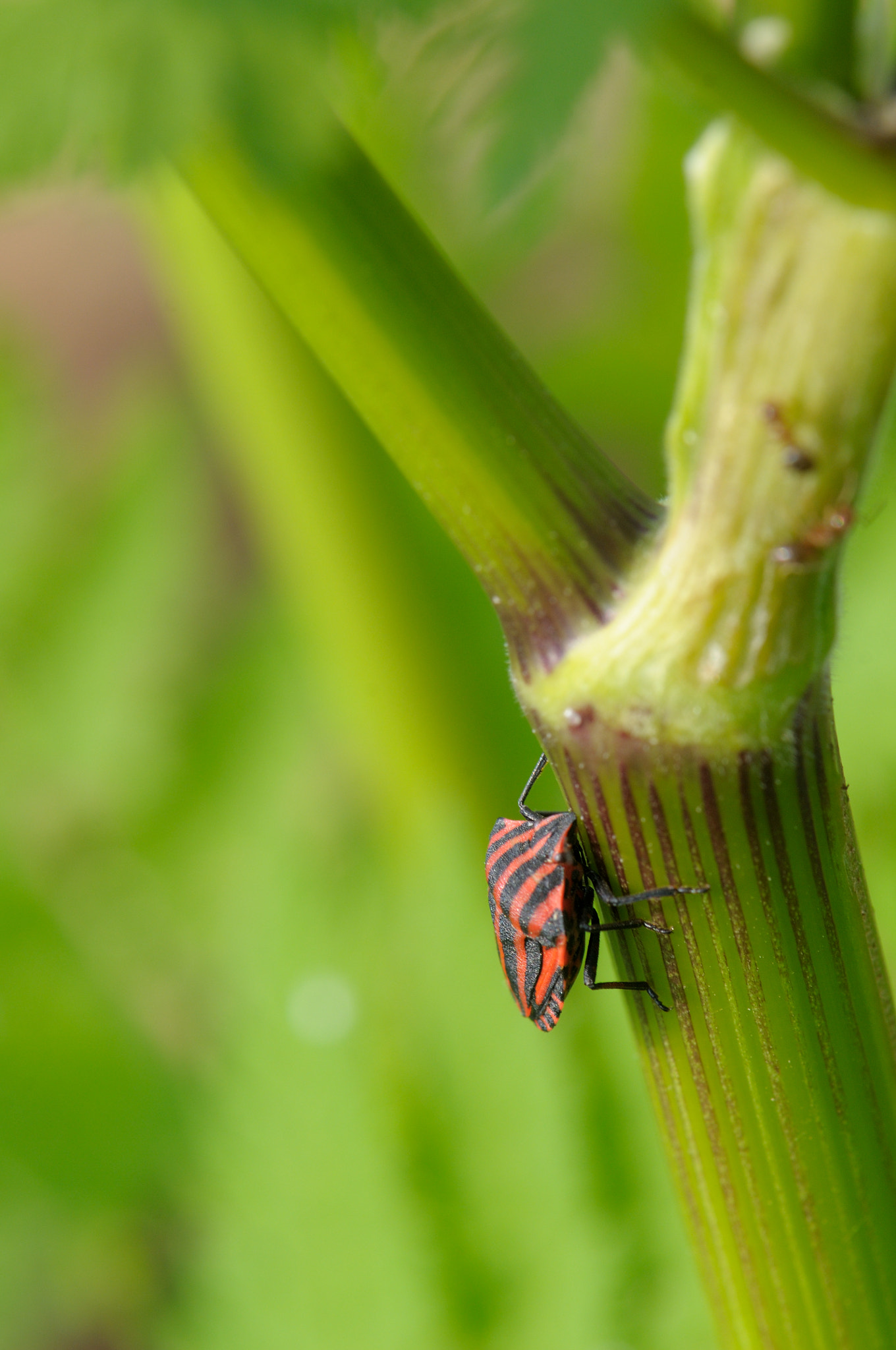 Nikon AF-S Micro-Nikkor 105mm F2.8G IF-ED VR sample photo. Black & red photography