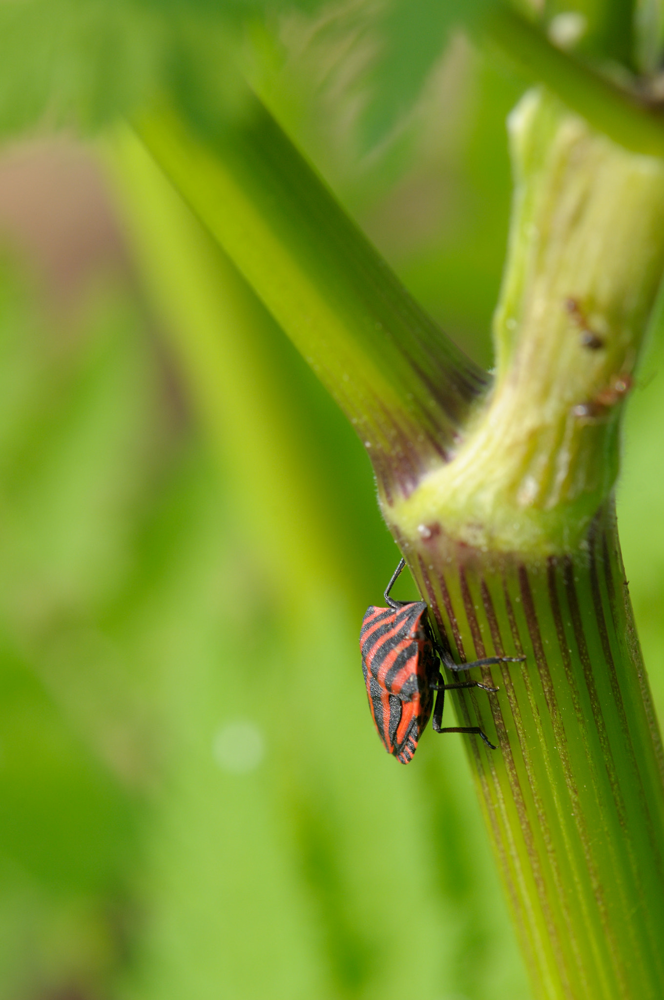 Nikon D300S + Nikon AF-S Micro-Nikkor 105mm F2.8G IF-ED VR sample photo. Black & red photography