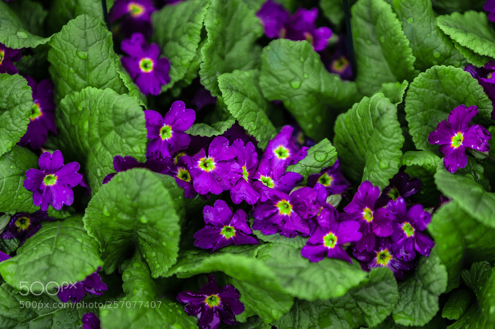 Canon EOS 6D sample photo. Purple flowers photography