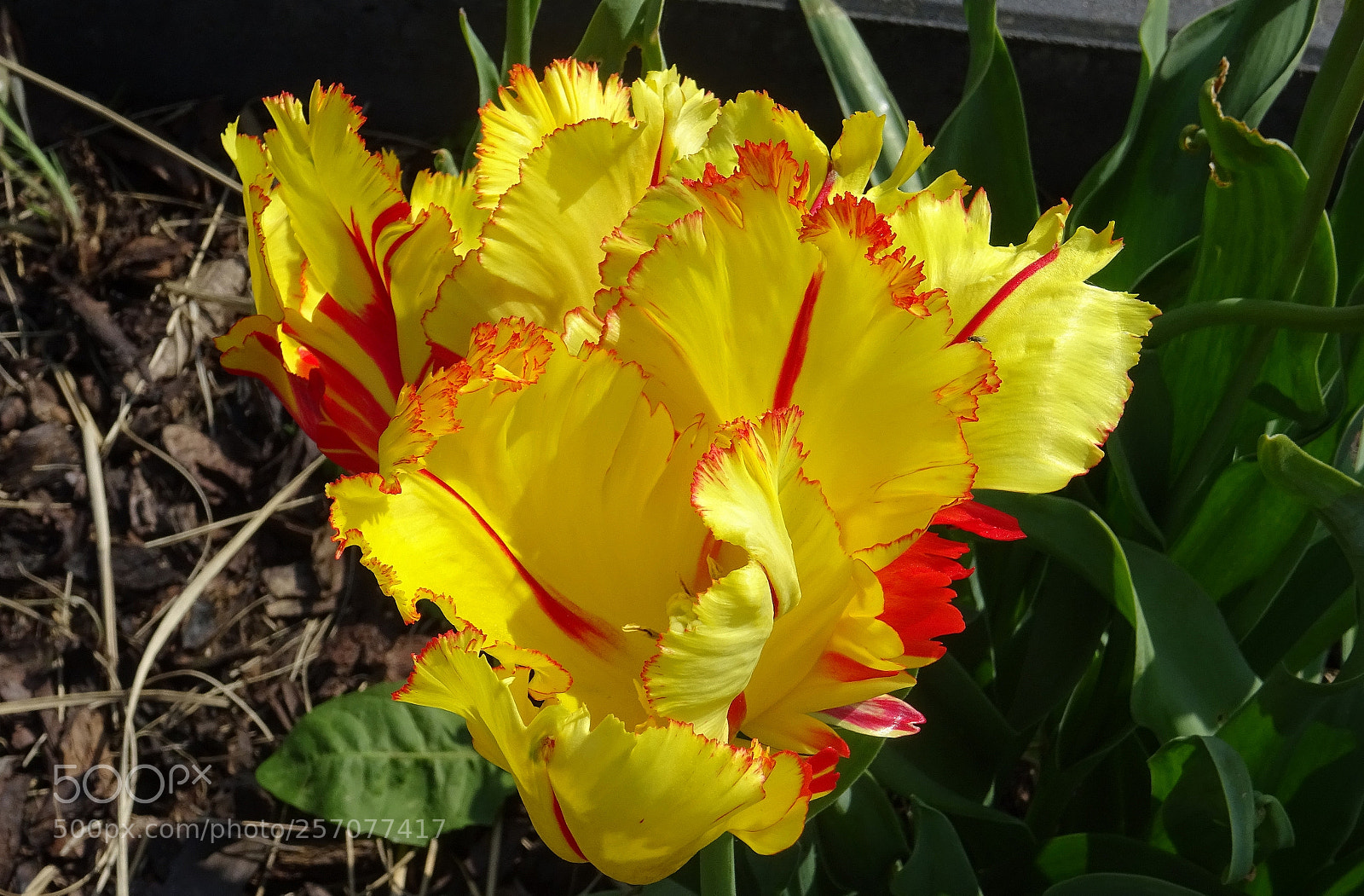 Sony DSC-HX60 sample photo. Before she faded another photography