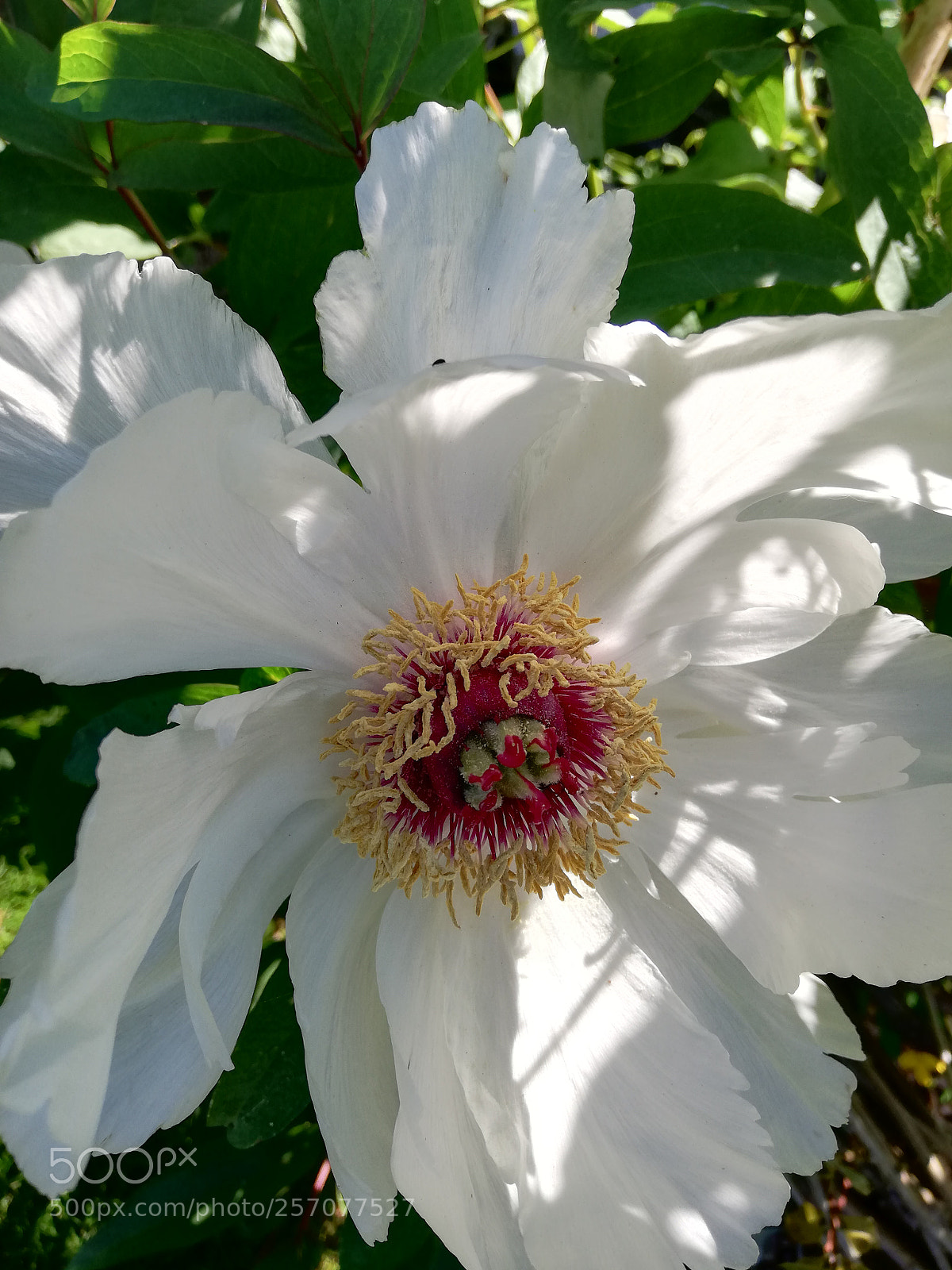 HUAWEI P20 lite sample photo. Untitled photography