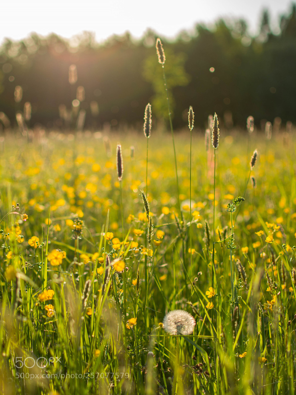 Nikon D5200 sample photo. Spring evening photography