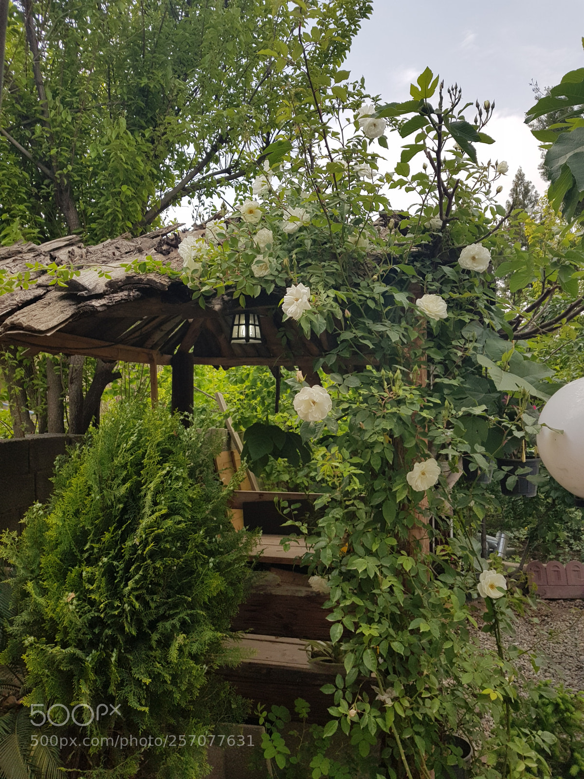 Samsung Galaxy S8+ sample photo. Untitled photography