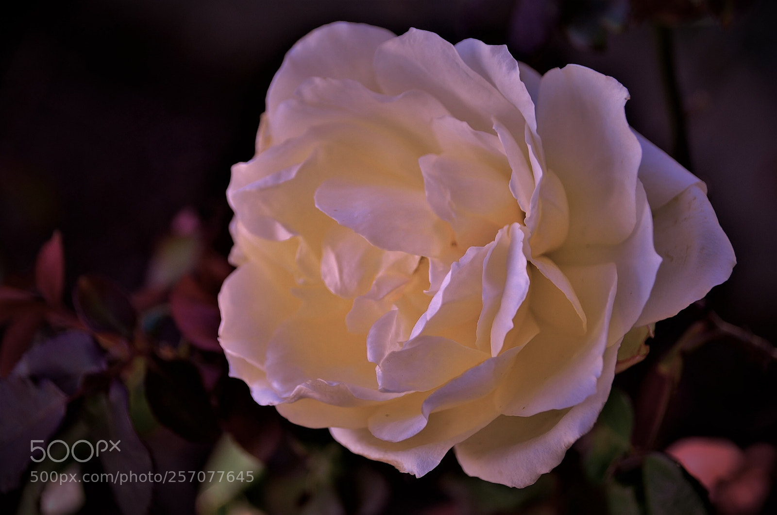 Nikon D7000 sample photo. White rose , my fovorite... photography