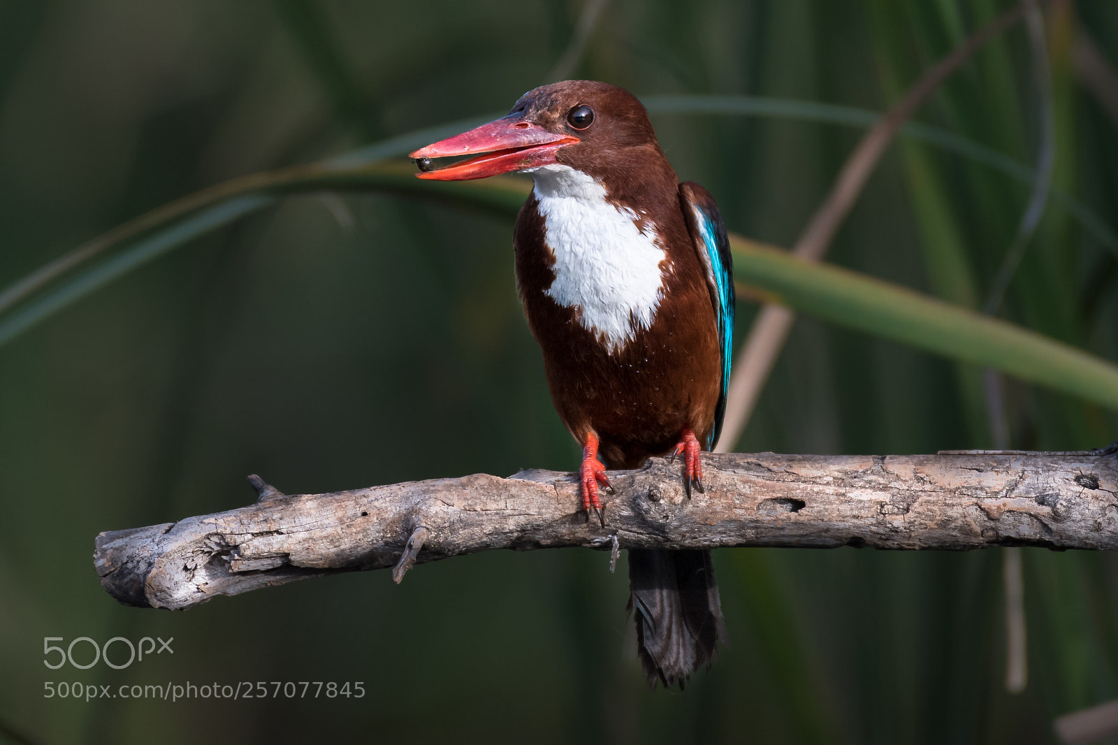 Nikon D850 sample photo. White-throated kingfisher photography