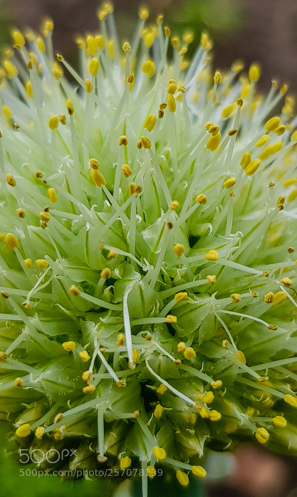 Samsung Galaxy S8 sample photo. Beautiful onion blooming photography
