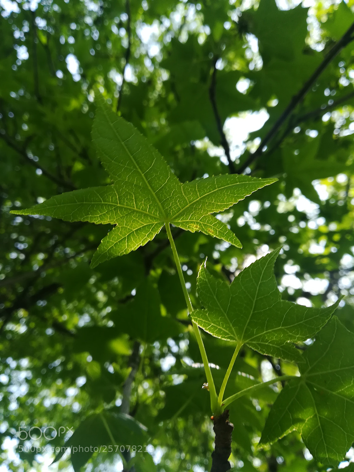 HUAWEI PRA-LX1 sample photo. Untitled photography