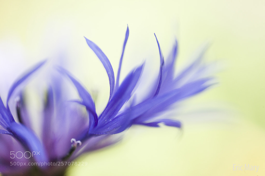 Canon EOS 5D Mark II sample photo. Cils bleus photography