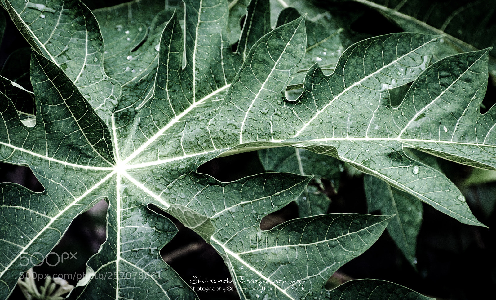 Nikon D5100 sample photo. Natural abstract photography
