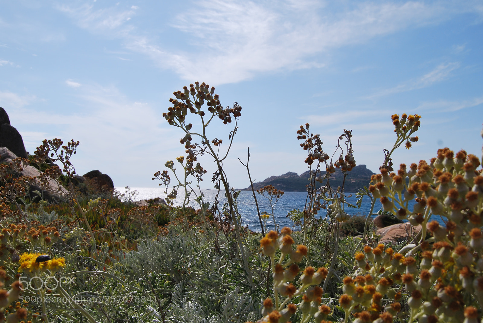 Nikon D60 sample photo. Version photography