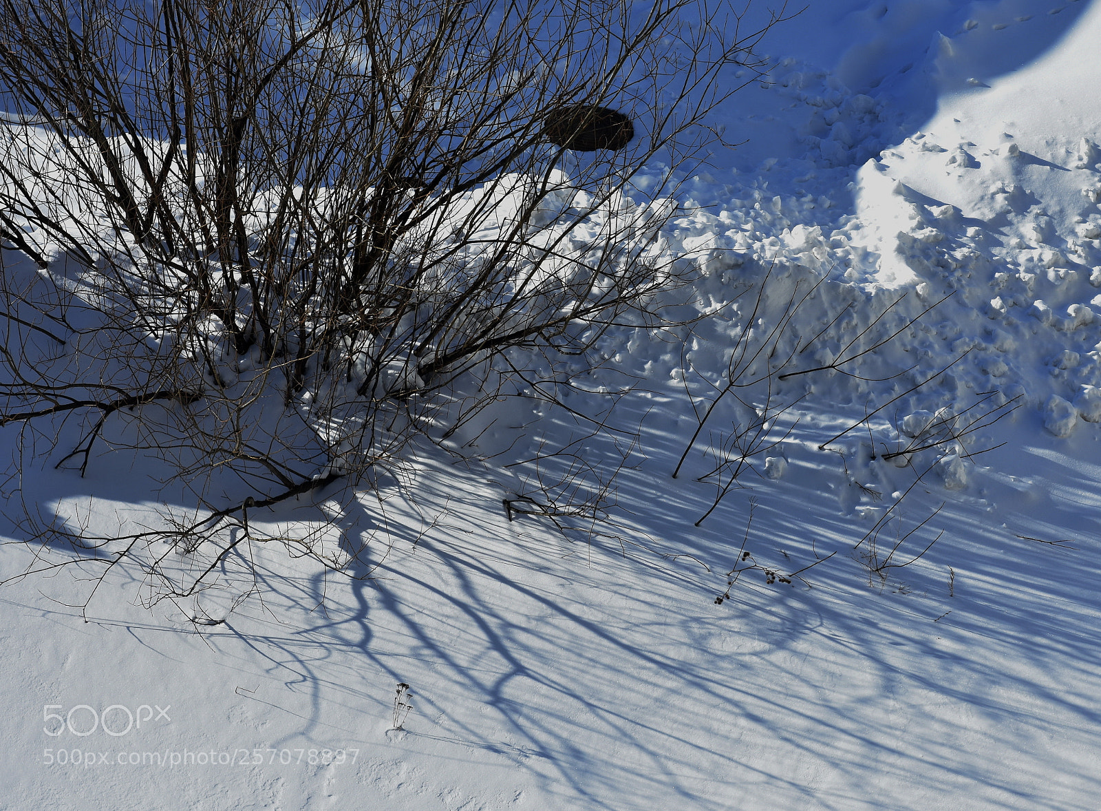 Nikon D7200 sample photo. *** photography