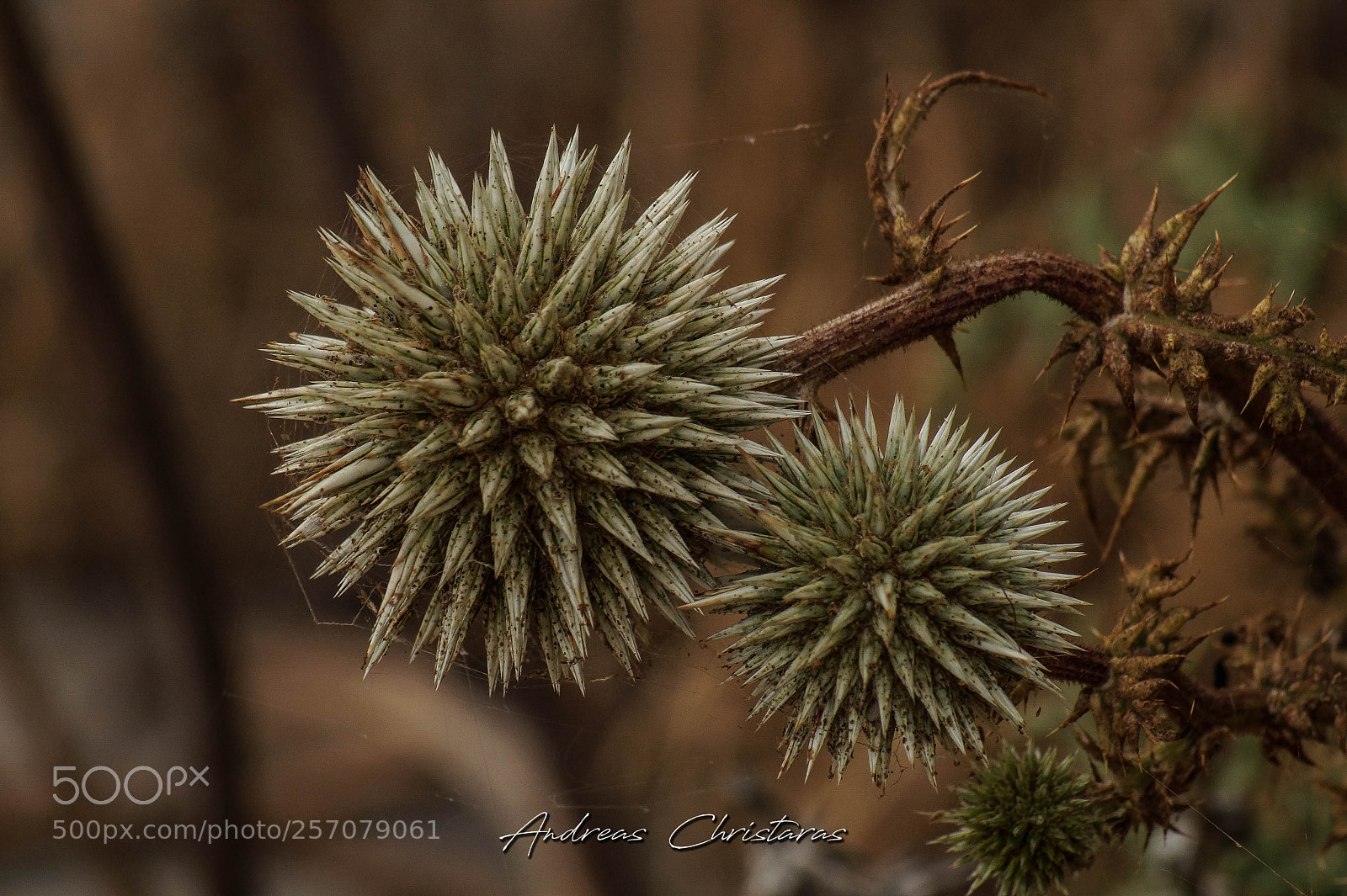 Sony SLT-A58 sample photo. Echinops sp photography