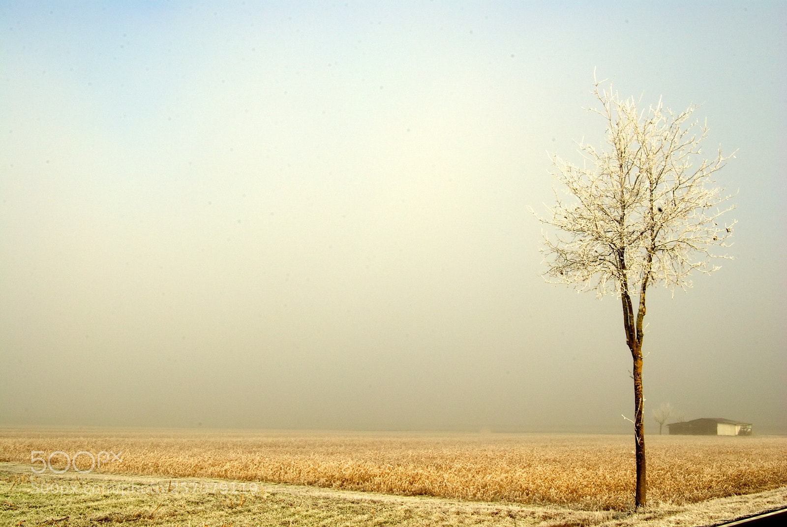 Nikon D60 sample photo. Version photography