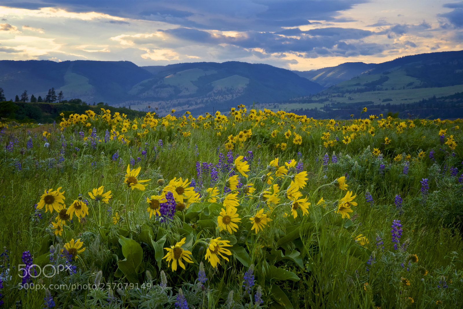 Nikon D750 sample photo. Balsamroot and lupine photography